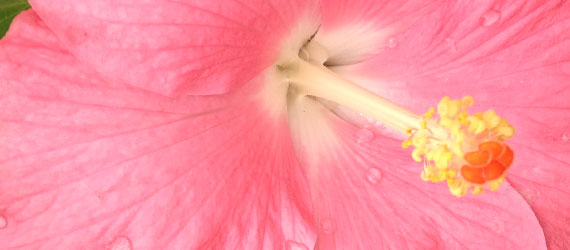 Hibiscus yupla