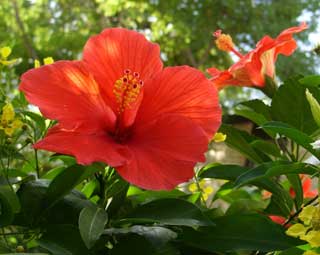 Hibiscus rosa-sinensis