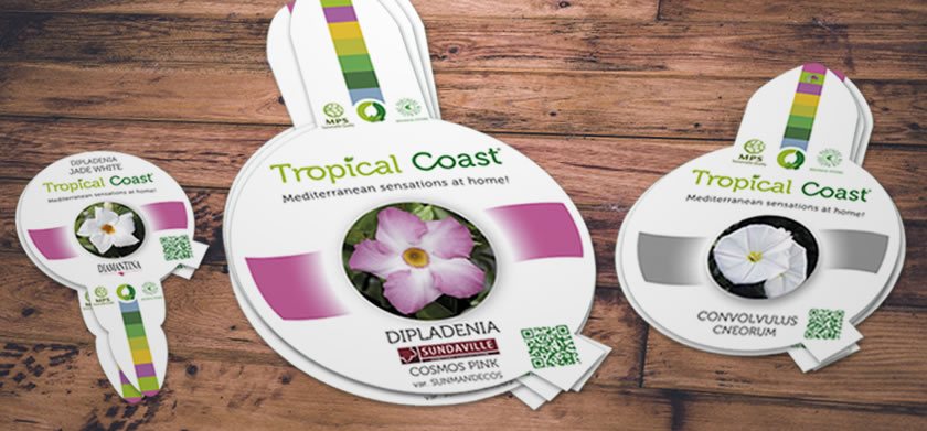 Diferentes etiquetas de Tropical Coast | CQPlants
