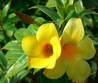 Allamanda cathartica